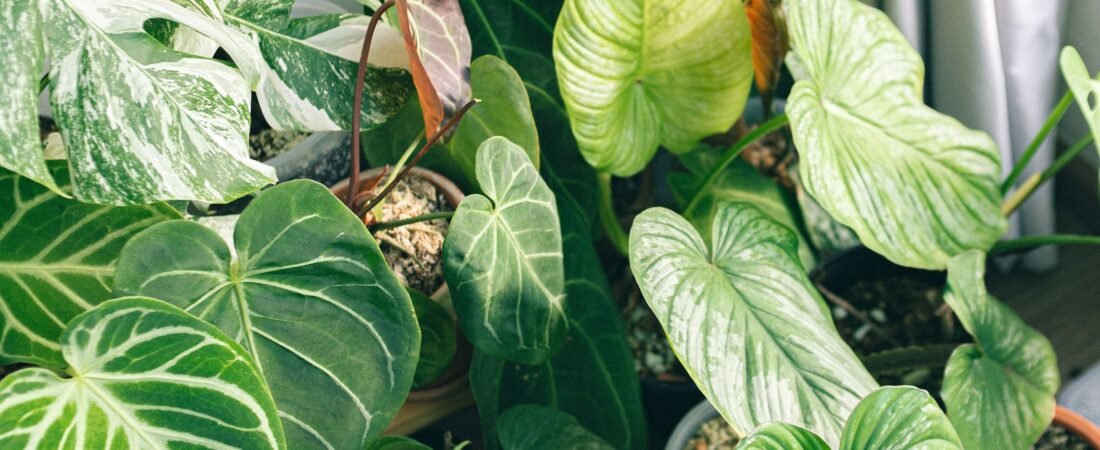 5 Easy Indoor Plants for Small Spaces