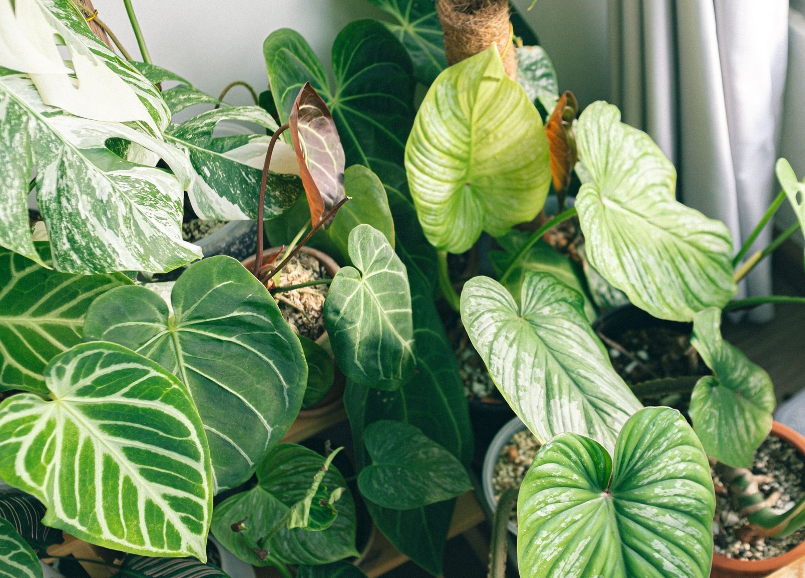 5 Easy Indoor Plants for Small Spaces